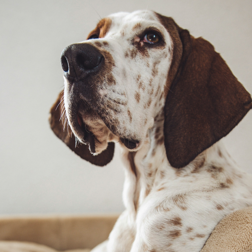 <b>WHAT&rsquo;S THE BEST FOOD FOR LARGE DOG BREEDS?</b><br><br>Find out what dog food is best to help your large or giant dog grow and stay healthy&hellip;</br>